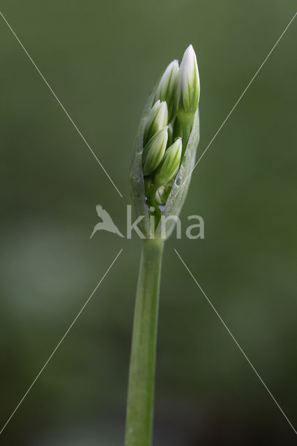 Italian garlic (allium pendulinum)