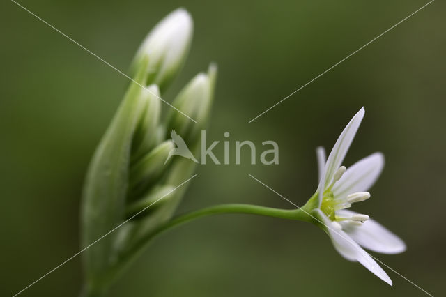 Italian garlic (allium pendulinum)