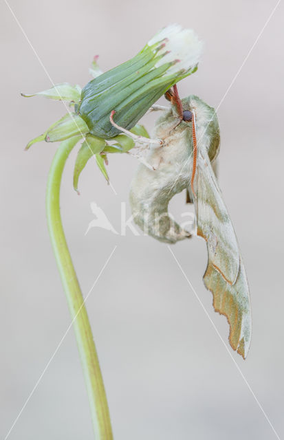 Lime Hawk-moth (Mimas tiliae)