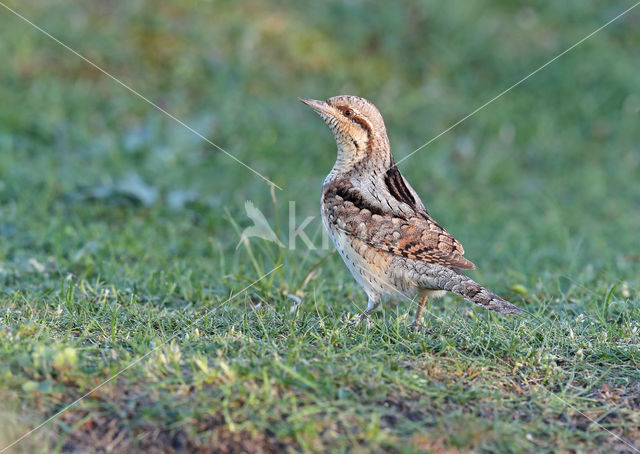 Draaihals (Jynx torquilla)