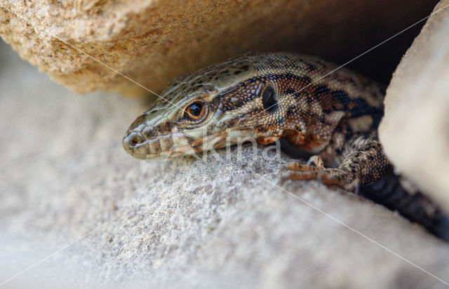 Wall Lizard (Podarcis muralis)