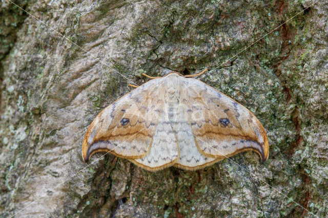 Berkeneenstaart (Drepana falcataria)