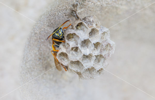 Bergveldwesp (Polistes biglumis)