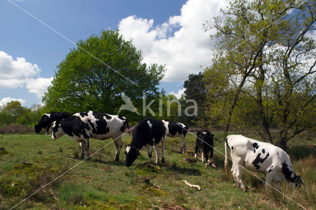 cow (Bos primigenius taurus)