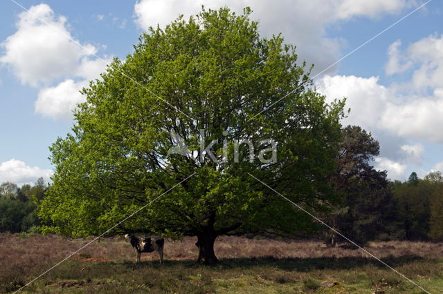 Oak (Quercus)