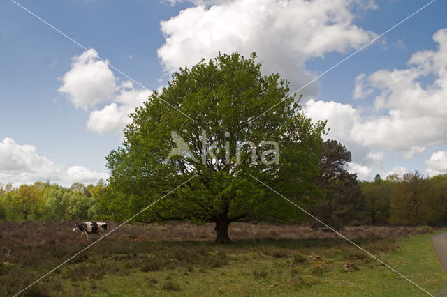 Oak (Quercus)