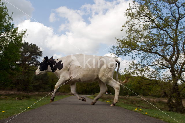 Rund (Bos taurus)