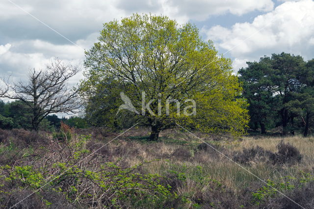 oak (Quercus)