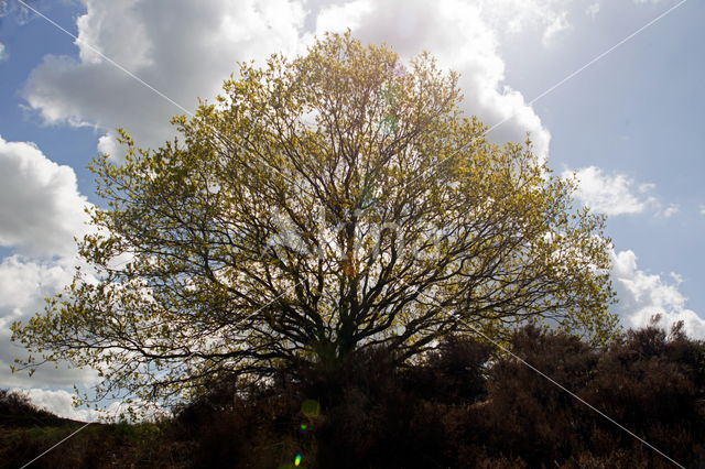 oak (Quercus)