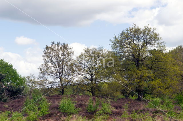 Oak (Quercus)