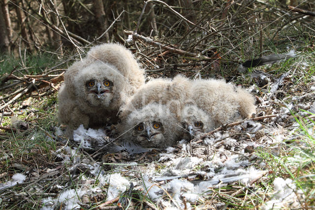 Eurasian Eagle-Owl (Bubo bubo)