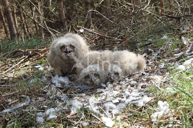 Eurasian Eagle-Owl (Bubo bubo)