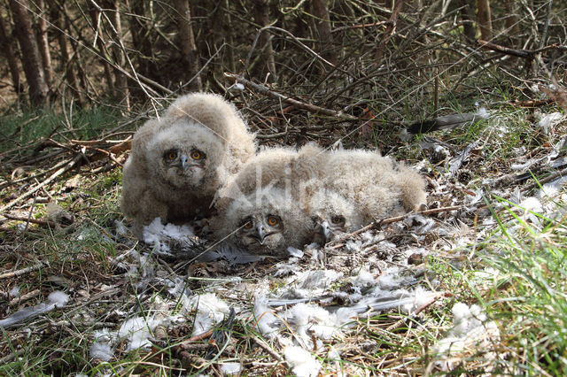 Eurasian Eagle-Owl (Bubo bubo)