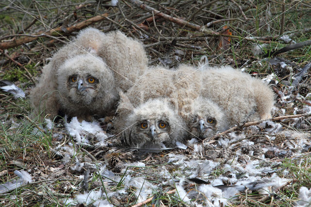 Eurasian Eagle-Owl (Bubo bubo)