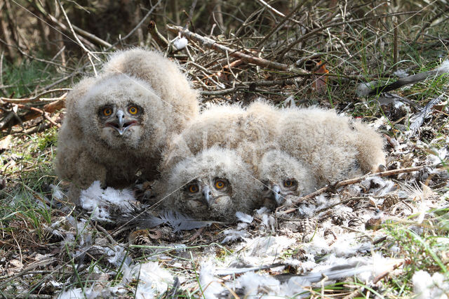 Eurasian Eagle-Owl (Bubo bubo)