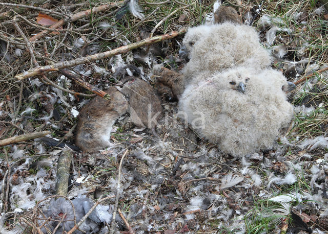 Oehoe (Bubo bubo)