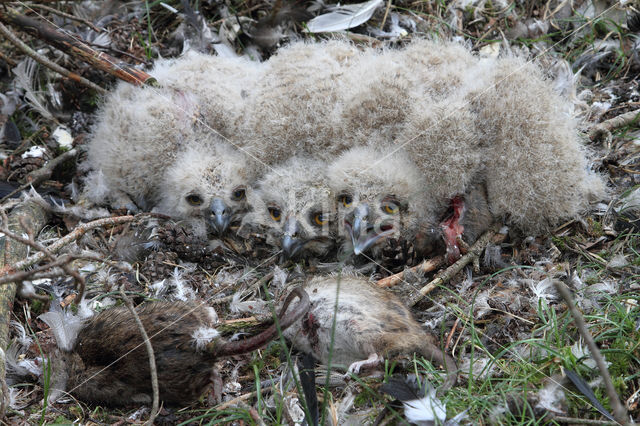 Oehoe (Bubo bubo)