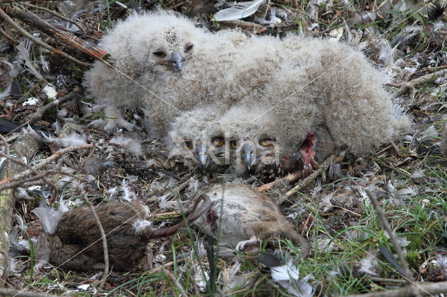 Oehoe (Bubo bubo)