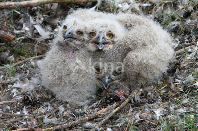 Eurasian Eagle-Owl (Bubo bubo)