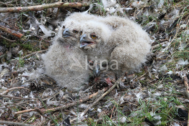 Eurasian Eagle-Owl (Bubo bubo)