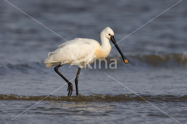 Eurasian Spoonbill (Platalea leucorodia)