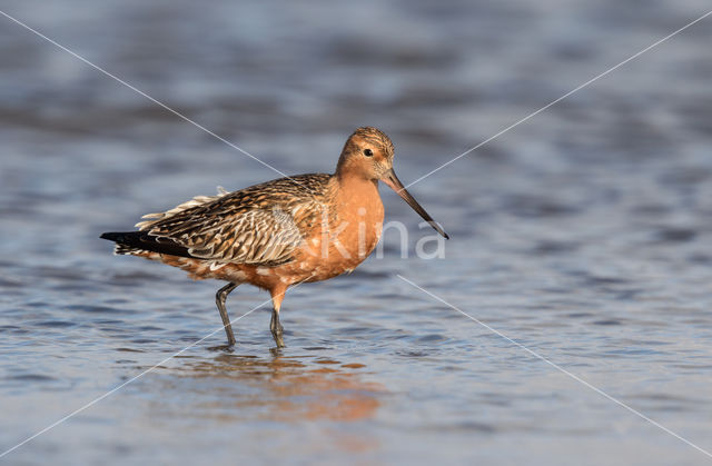 Bar-tailed Godwit (Limosa lapponica)