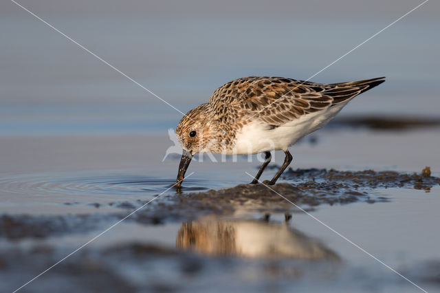 Drieteenstrandloper (Calidris alba)