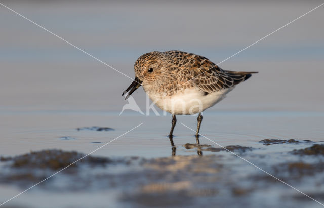 Sanderling (Calidris alba)