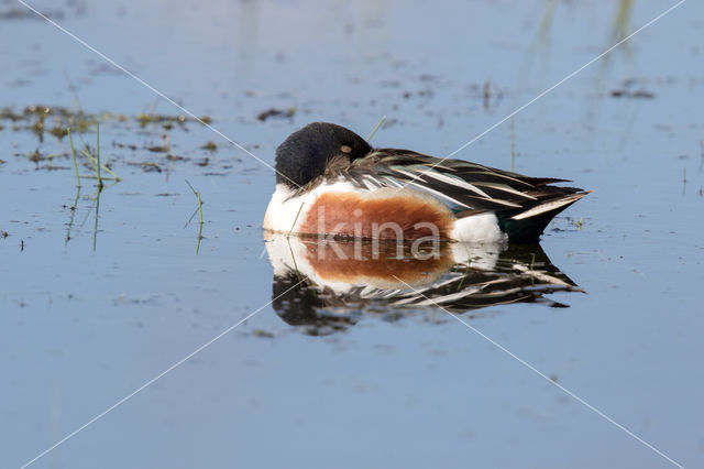 Slobeend (Anas clypeata)