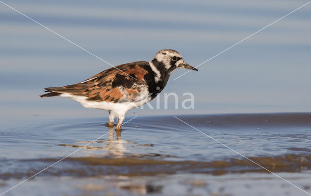 Ruddy Turnstone (Arenaria interpres)