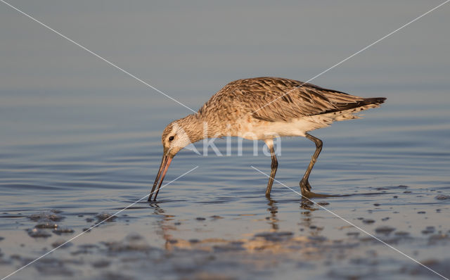 Bar-tailed Godwit (Limosa lapponica)