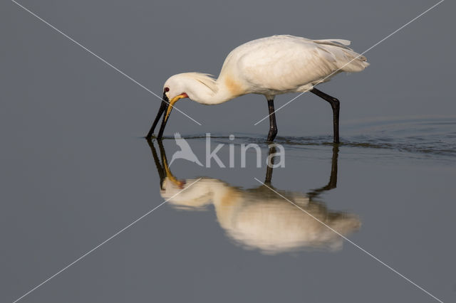 Lepelaar (Platalea leucorodia)