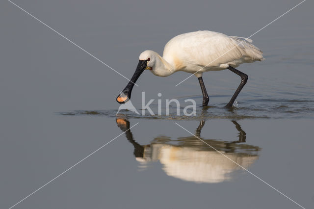 Eurasian Spoonbill (Platalea leucorodia)