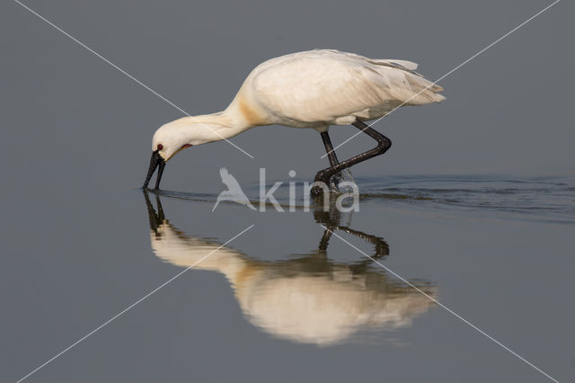 Eurasian Spoonbill (Platalea leucorodia)