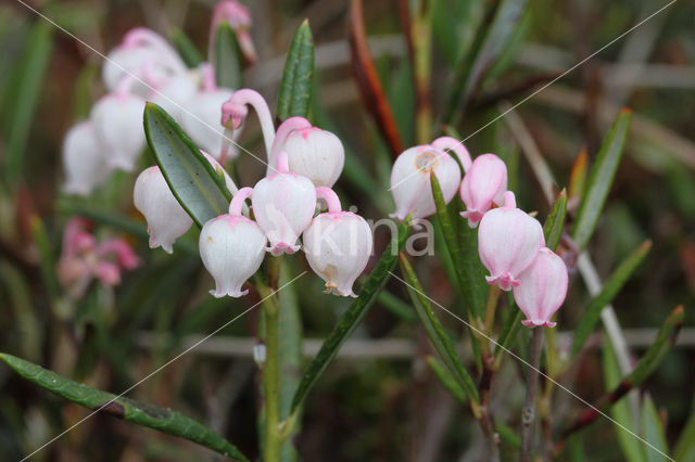 Bog-rosemary (Andromeda polifolia)