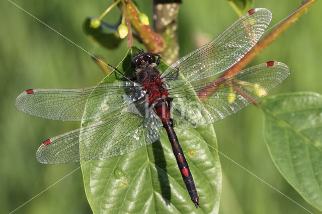 Noordse witsnuitlibel (Leucorrhinia rubicunda)