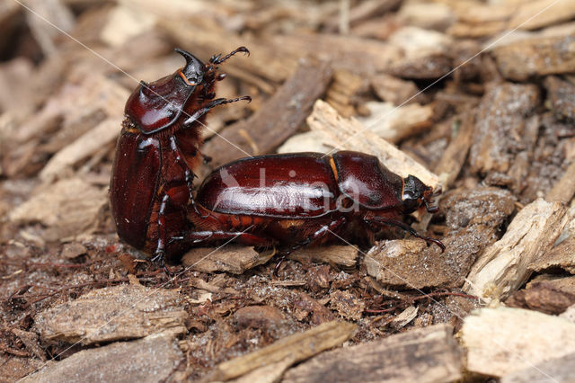 Neushoornkever (Oryctes nasicornis)