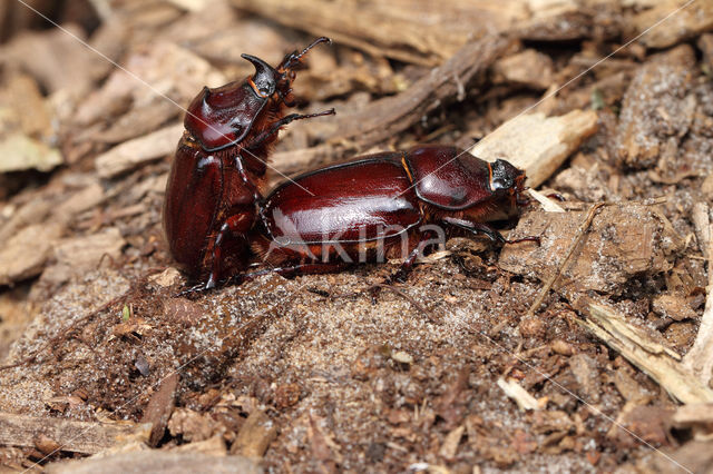 Neushoornkever (Oryctes nasicornis)