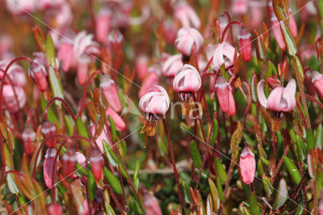 Small Cranberry (Oxycoccus palustris)