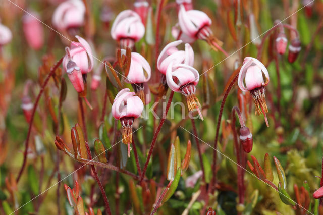 Kleine veenbes (Oxycoccus palustris)