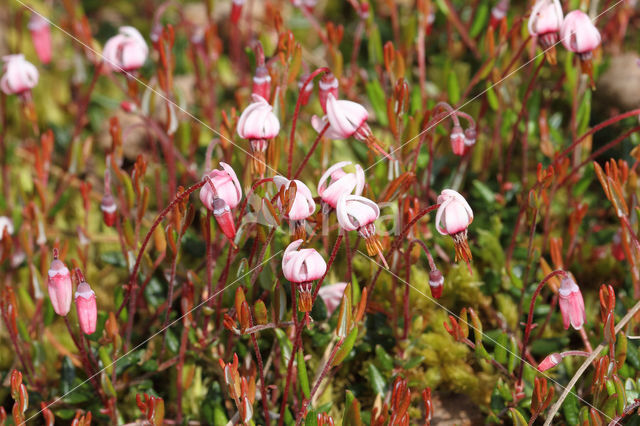 Kleine veenbes (Oxycoccus palustris)