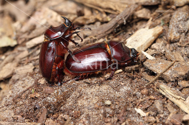 Neushoornkever (Oryctes nasicornis)