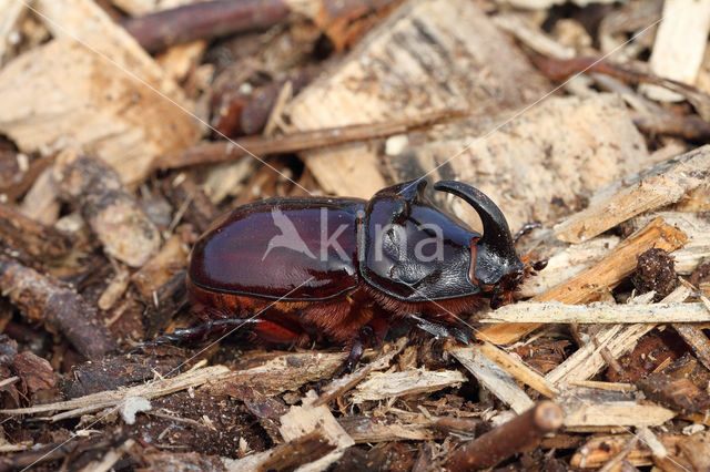 Neushoornkever (Oryctes nasicornis)