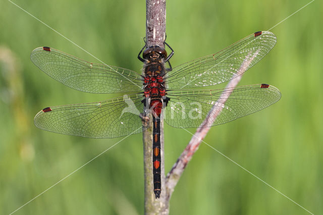 Northern White-faced darter (Leucorrhinia rubicunda)