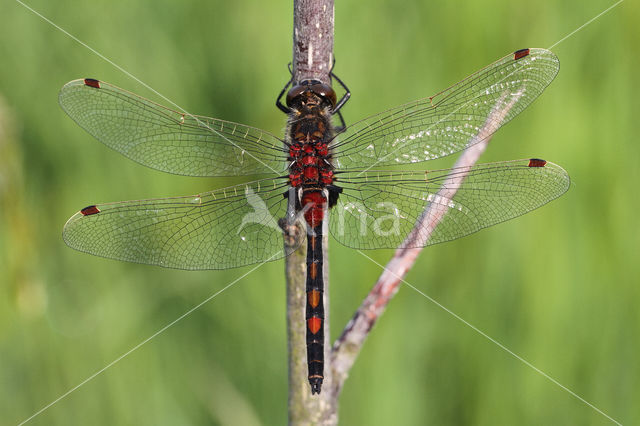 Northern White-faced darter (Leucorrhinia rubicunda)