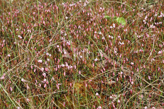 Kleine veenbes (Oxycoccus palustris)