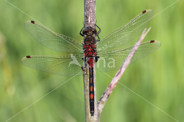 Noordse witsnuitlibel (Leucorrhinia rubicunda)