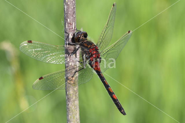 Northern White-faced darter (Leucorrhinia rubicunda)