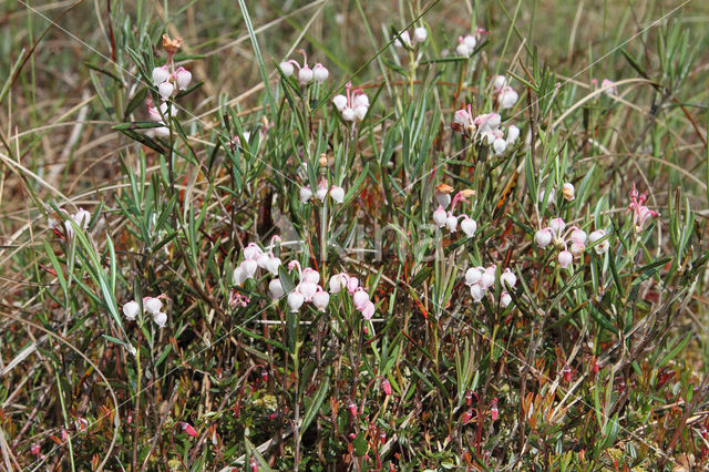 Bog-rosemary (Andromeda polifolia)