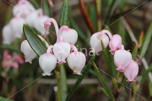 Bog-rosemary (Andromeda polifolia)